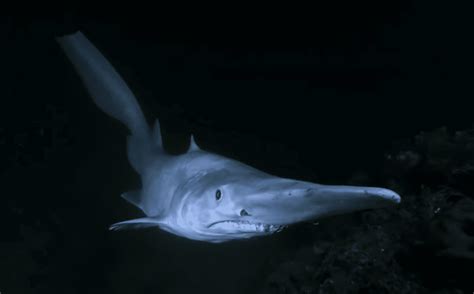 Goblin Sharks: Secrets of The Depths' Most Bizarre Predators