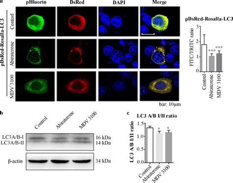 Abiraterone And Mdv Induced Autophagy In Lncap Cells A