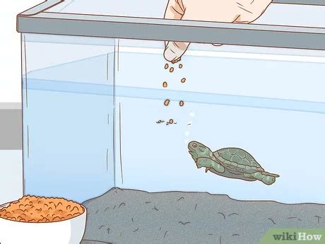 How Do I Take Care Of My Turtle Turtlean