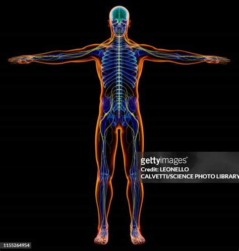 Human Nervous System Diagram