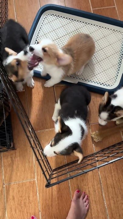 Hyper Corgi Puppies Play Youtube