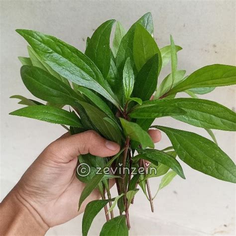 Jual Daun Genjik Prasman Segar 20 Gram Asli Daun Wangi Harum