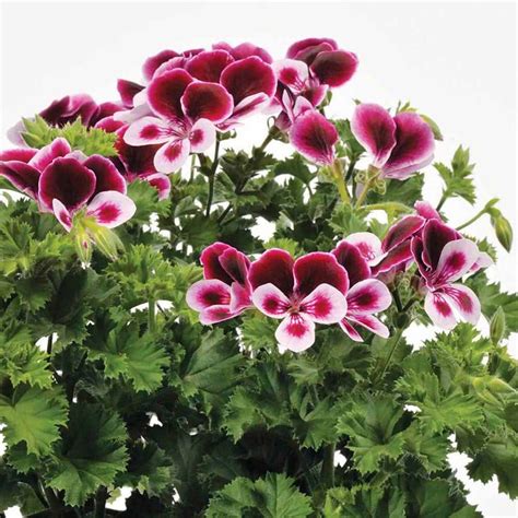 Geranium Angels Perfume Scented Leaf Geraniums The Vernon Geranium Nursery Perfect For