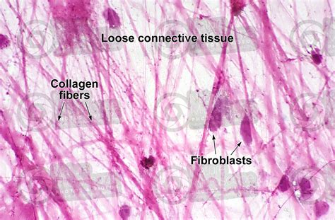 Mammal. Loose connective tissue. Transverse section. 500X - Loose connective tissue - Connective ...