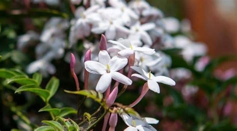 ปักพินในบอร์ด garden fragrant flowers