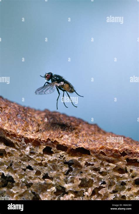 House Fly Musca Domestica Flying Over Bread Stock Photo Alamy