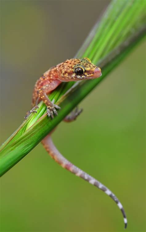 Hemidactylus turcicus | Reptiles and amphibians, Animals, Amphibians