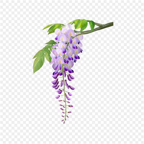 Wisteria Flowers Png Transparent Purple Wisteria Flowers Watercolor