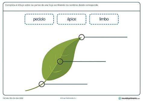 Partes hoja worksheet | Live Worksheets 