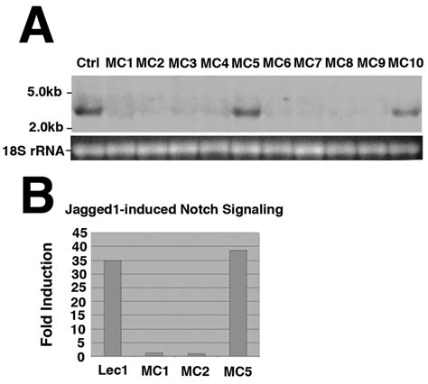 Lec1 Cells Lacking Pofut1 MRNA Expression Have Reduced Notch Signaling