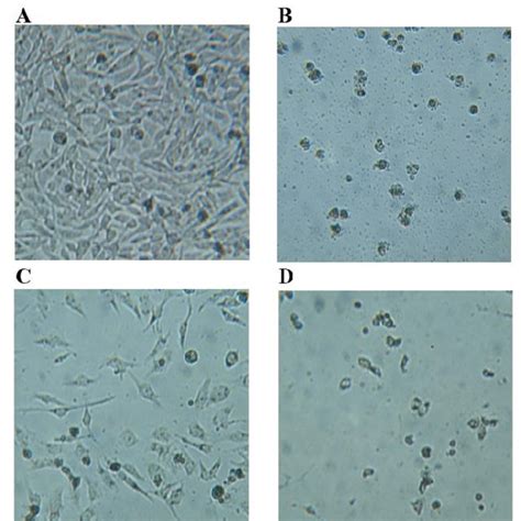 Light Microscopy Of Hela Cells Cultured With Or Without The 200µgml Of