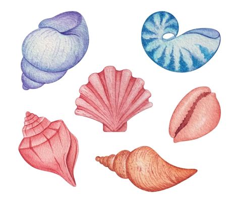 Premium Vector Hand Drawn Watercolor Seashell Set