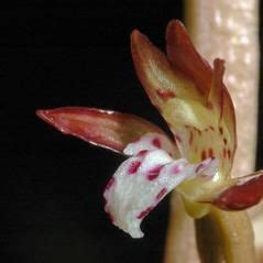 Spotted Coral Root Corallorhiza Maculata Orchids Plants Orchidaceae