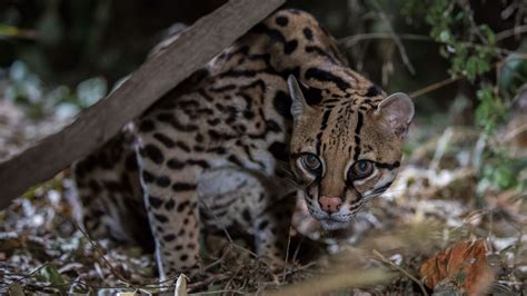 Ocelot Body