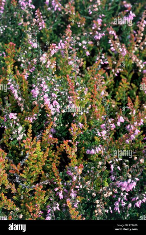 Calluna Vulgaris Multicolor Ling Scots Heather With Pink Flowers