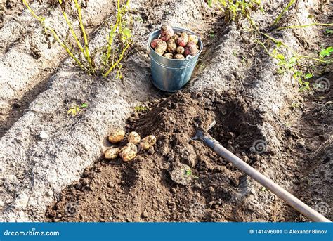 Vers Gegraven Organische Aardappels Van Nieuwe Oogst Stock Afbeelding