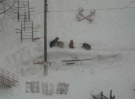 Ребята на горку пришли | Пикабу