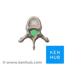 Vertebral foramen: Anatomy and function | Kenhub