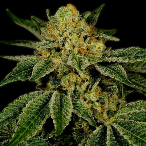 Uk Cheese Feminized Seeds For Sale Premium Cultivars