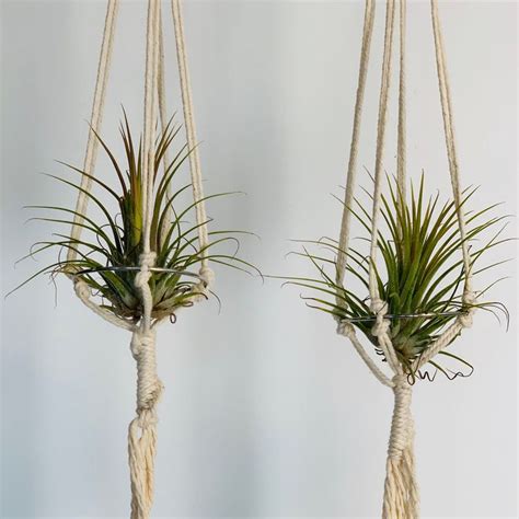 Two Air Plants Hanging From Twine With White Ropes And Rope Attached To