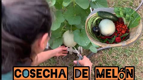 Cosecha de melón y muchas más vegetales de mi jardín YouTube