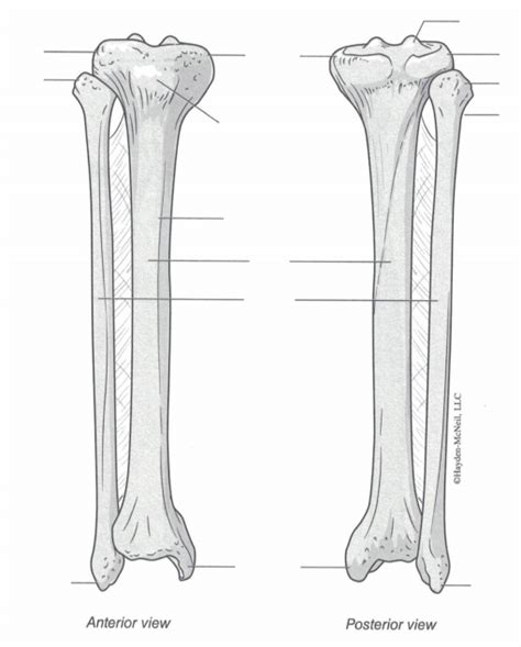 tibia and fibula Diagram | Quizlet