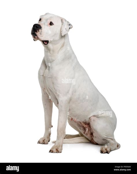 Argentine Dogo Hi Res Stock Photography And Images Alamy