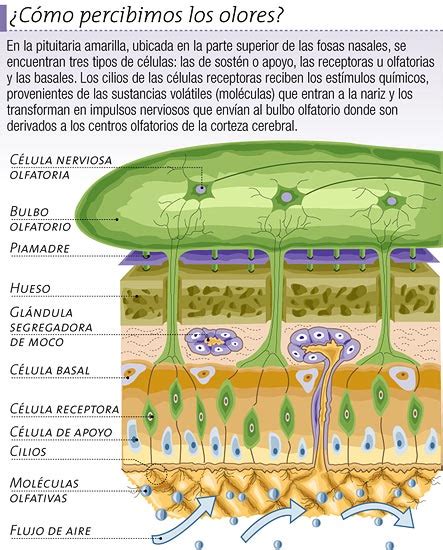 Cómo percibimos los olores Icarito