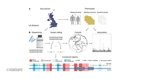 Whole Genome Sequencing Of The UK Biobank