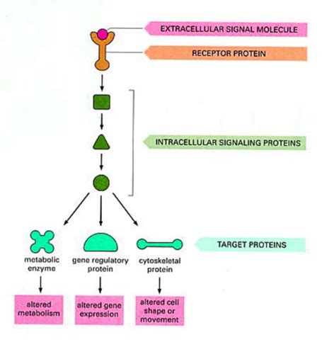 Immunology Chapter Signal Transduction Review Flashcards Quizlet