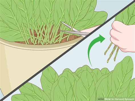 How To Harvest Spinach 7 Steps With Pictures Wikihow