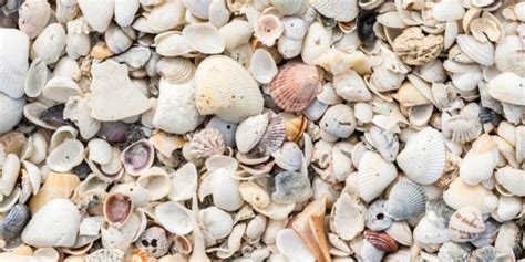 Myrtle Beach Seashell Guide When To Look And What You Can Find