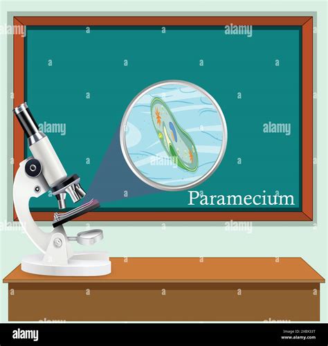 Paramecium Under The Microscope Microscope With Anatomy Structure Of