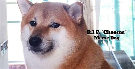 Viral Meme Dog 'Cheems' Dead At Age 12