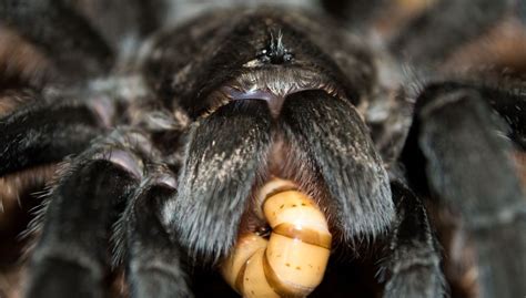 How Many Eyes Does a Tarantula Have? (+Eye Facts) – Mercury Pets