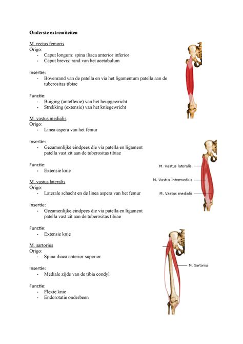 Spieren Enkel Knie Heup En Schouder Onderste Extremiteiten M