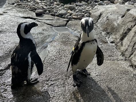 The Maryland Zoo in Baltimore - Penguins are known for their monogamy