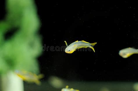 Pseudomugil Furcatus Tropical Fish In Aquarium Stock Photo Image Of