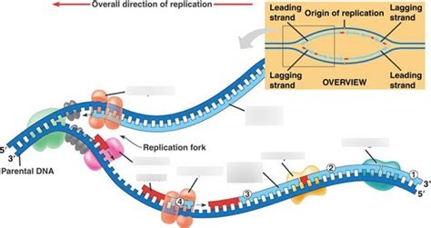 Dna Replication And Synthesis Diagram Quizlet