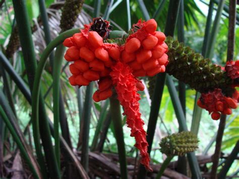 Palma de guano Plantas comunes en Medellín NaturaLista Colombia