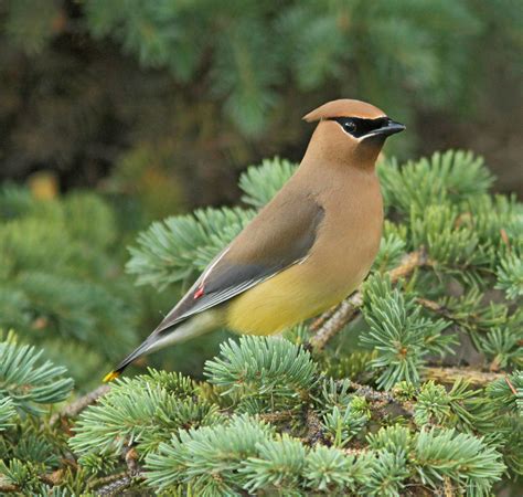 12 Beautiful Photos Of Waxwing Birds Twistedsifter