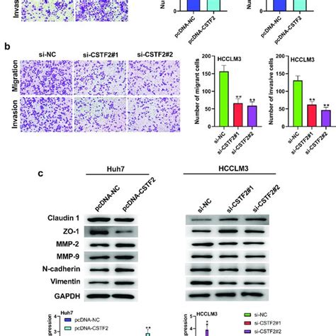 Cstf2 Overexpression Restrained Huh7 Cell Apoptosis A Cell Apoptosis