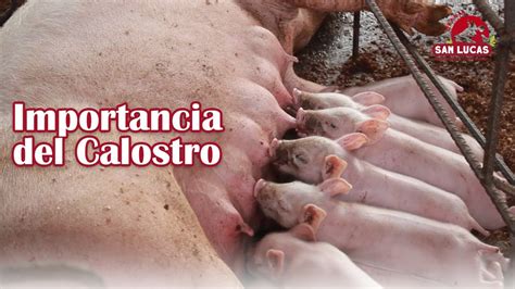 Ingesta de CALOSTRO en lechones recién nacidos Granja San Lucas YouTube