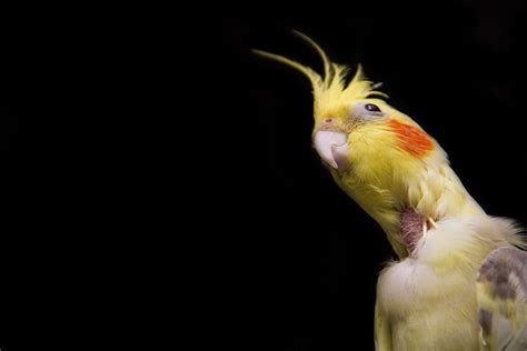 Cockatiel Bird Wallpapers Wallpaper Cave