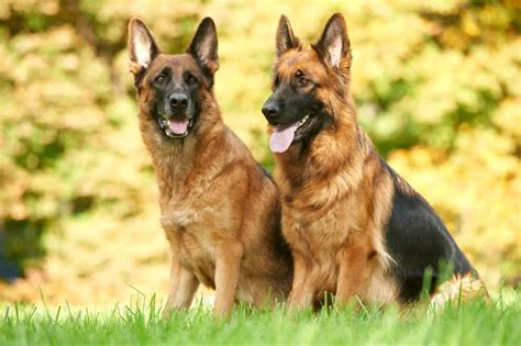 German Shepherd's Weight and Height: The Complete Guide and Charts