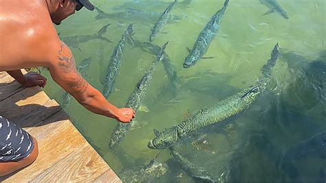 Feeding Tarpon Florida Keys Cubera Snapper Catch Cook Restaurant