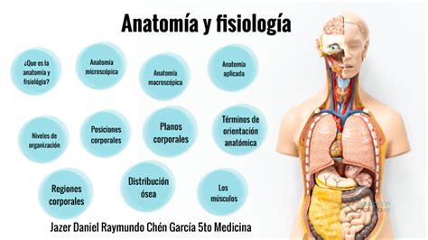 Anatomia By Jazer Chen On Prezi