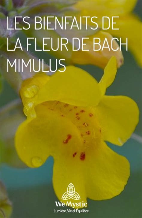 La Fleur De Bach Cerato Bienfaits Et Utilisations Artofit