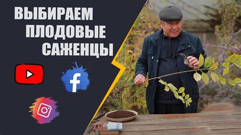 выбираем плодовые саженцы - YouTube