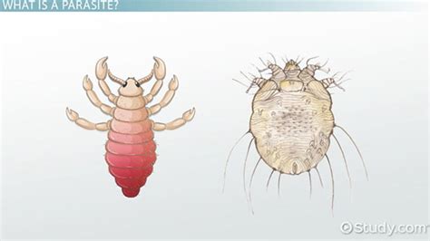 What Do Worms Look Like In Human Skin - Infoupdate.org